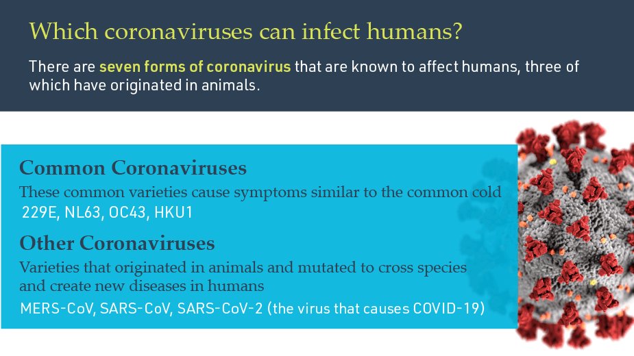 Which coronaviruses can infect humans?